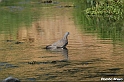 Pombo Bravo 14